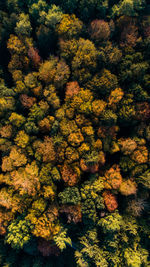 High angle view of yellow flowers on tree