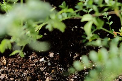 Close-up of fresh green plants