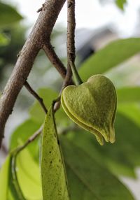 Close-up of fruit growing on tree