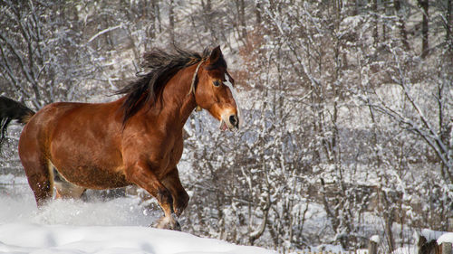 Horse standing in snow