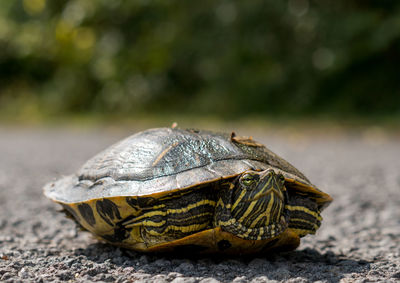 Turtle on the street