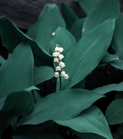 Close-up of white flowering plant