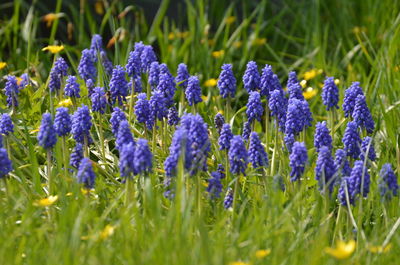 Hyacinth buds growing on grassy field