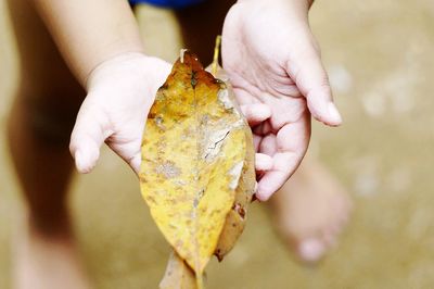 Low section of person holding autumn leaves