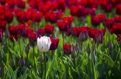 Close-up of red tulips blooming in field
