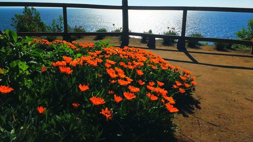 Flowers growing by fence against sky