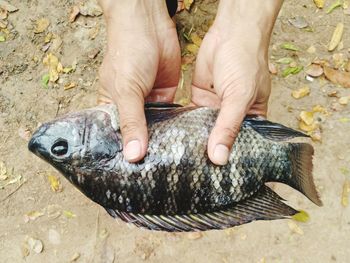 Midsection of person holding fish