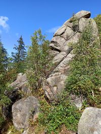 Low angle view of rocks in forest against sky