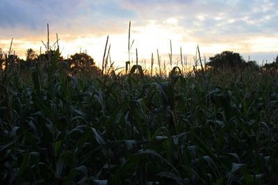 Crops growing on field against sky during sunset