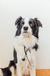 Portrait of dog against white background