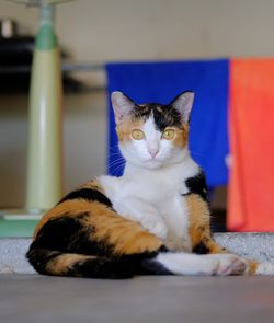Portrait of cat sitting on floor