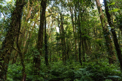 View of trees in forest