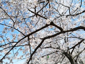 Low angle view of cherry blossoms against sky