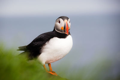 Close-up of bird perching