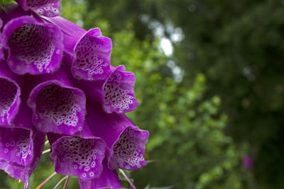 Close-up of purple flower