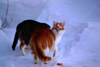 Cat looking away in snow