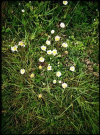 Close-up of white flowers blooming on field