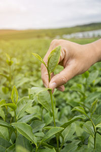 Close-up of hand holding plant growing in field