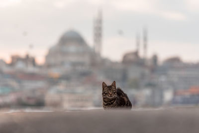 Portrait of a cat on a city