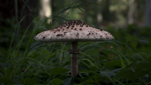Close-up of mushroom on tree