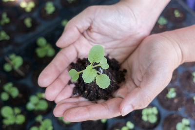 Close-up of hand holding plant seedling