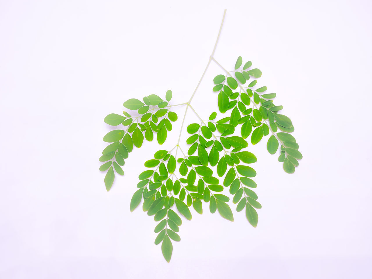 CLOSE-UP OF LEAVES ON WHITE BACKGROUND