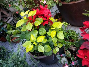 High angle view of flowers