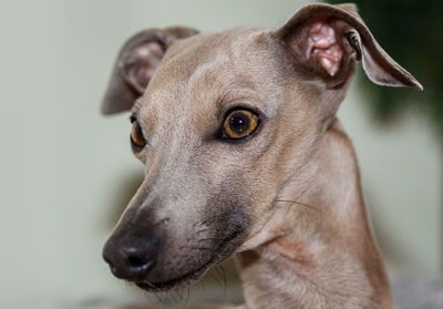 Close-up portrait of dog