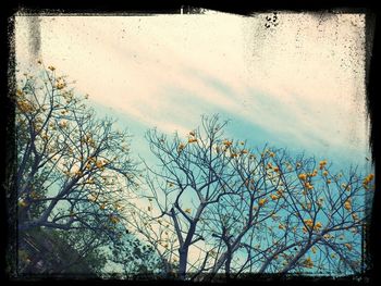 Low angle view of bare trees against sky