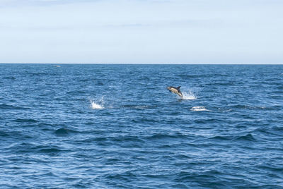 Common dolphin atlantic jumping