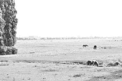 Horse grazing on field against clear sky