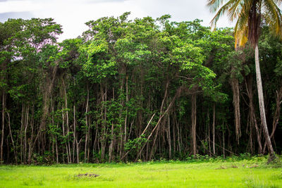 Trees in forest