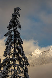 Spruce tree with mountains in background