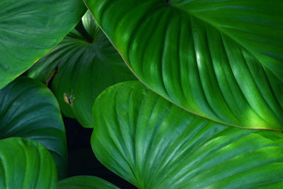 Full frame shot of fresh green leaves