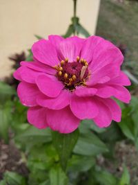 Close-up of pink flower