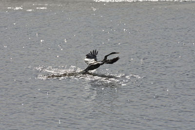 Bird flying over sea