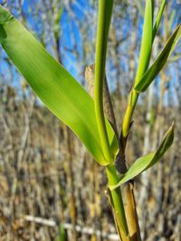 Close-up of plant growing outdoors