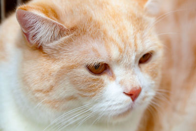 Close-up of a cute ginger cat looking away.