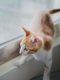 Close-up of cat looking away