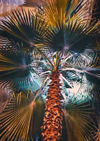 Low angle view of palm trees