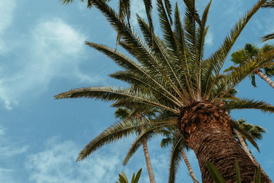 Low angle view of palm tree against sky