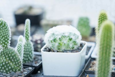 Close-up of succulent plants in yard