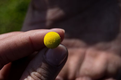 Cropped image of hands holding small yellow flower