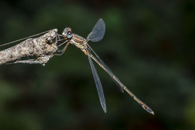 Macro photo of the graceful damselfly