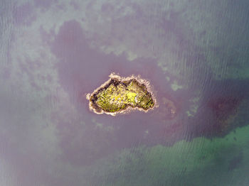 Close-up of turtle in lake