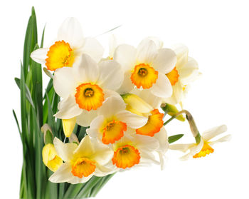 Close-up of white daffodil against yellow background