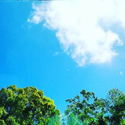 Low angle view of trees against blue sky