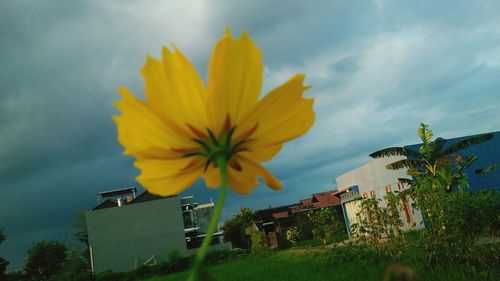 Close-up of yellow flowering plant against sky