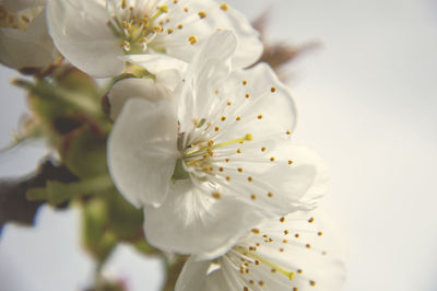 Close-up of white cherry blossom