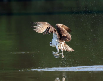 Osprey with fish